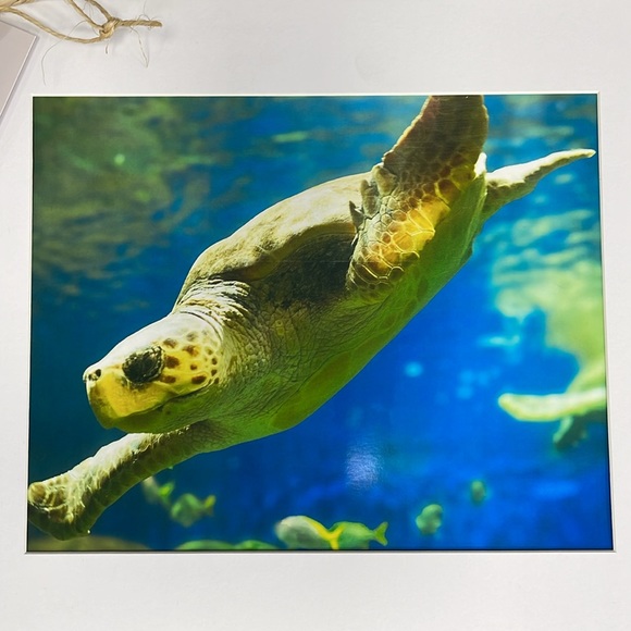 California Sea Turtle photograph - Picture 2 of 3